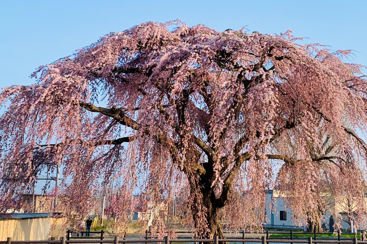 法亀寺しだれ桜