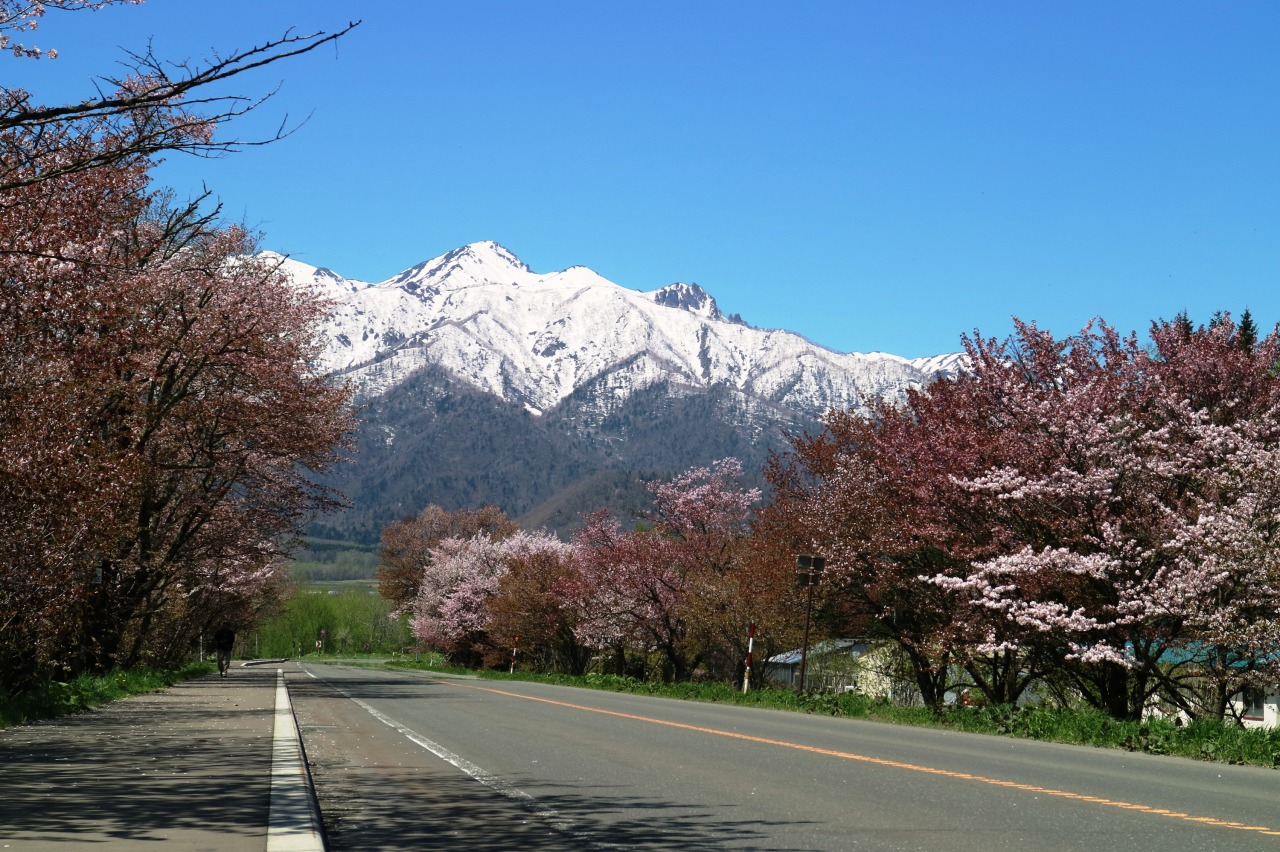 東大演習林樹木園桜並木