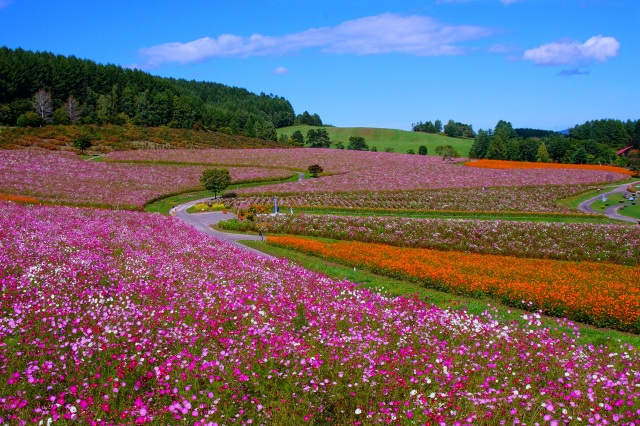 Taiyo-no-Oka Engaru Park・Cosmos Festa