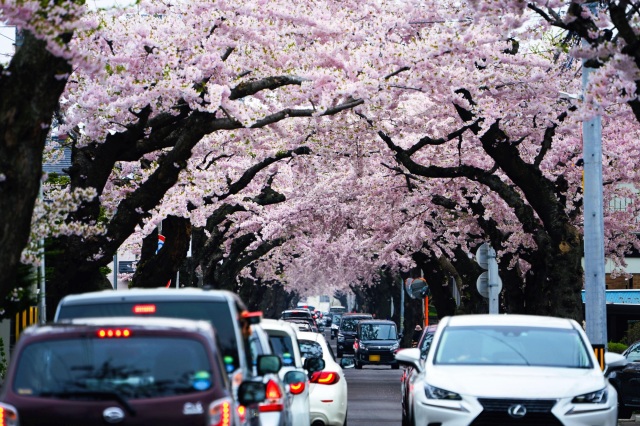 桜が丘通の桜並木