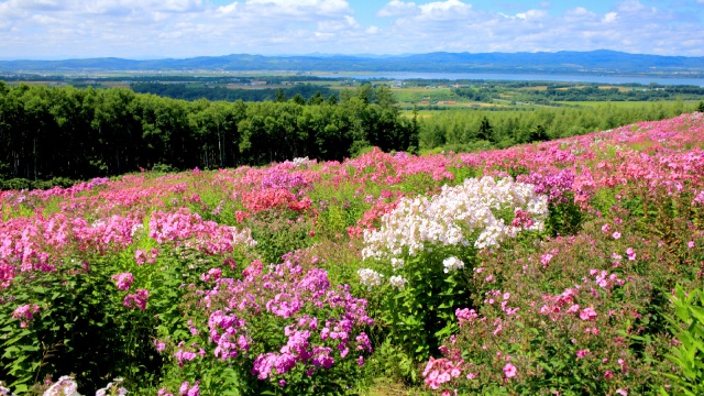 Abashiri Phlox Park