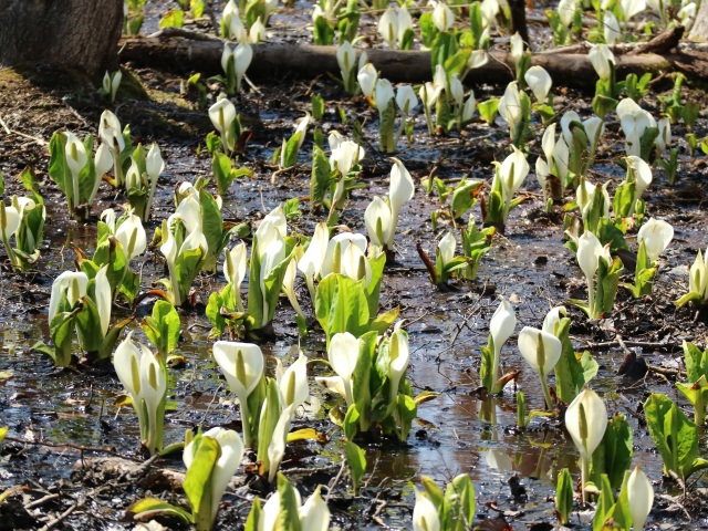 水芭蕉の群生地