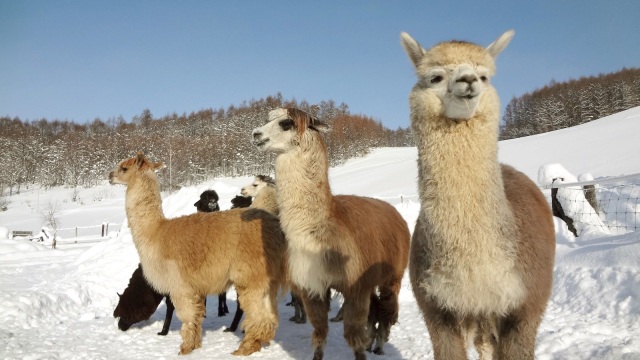 VIVA Alpaca Farm