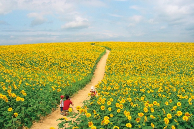 Nayoro Sunflower Fields