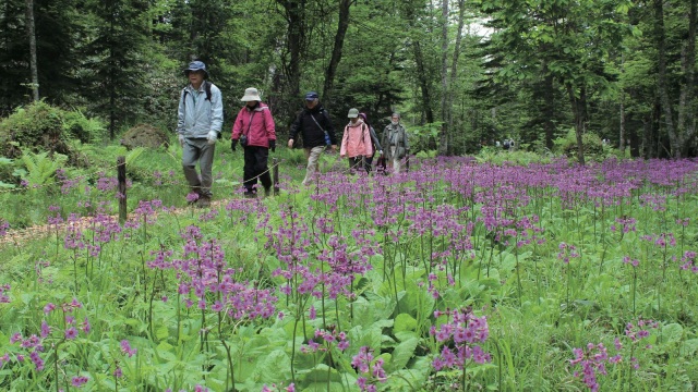 ノンノの森