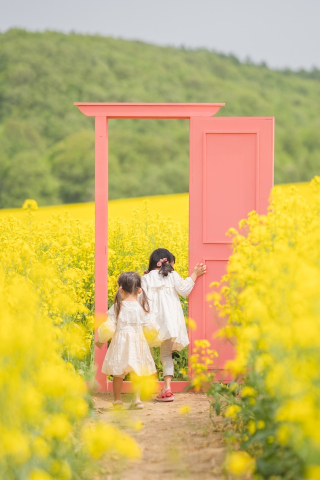 菜の花さんぽ