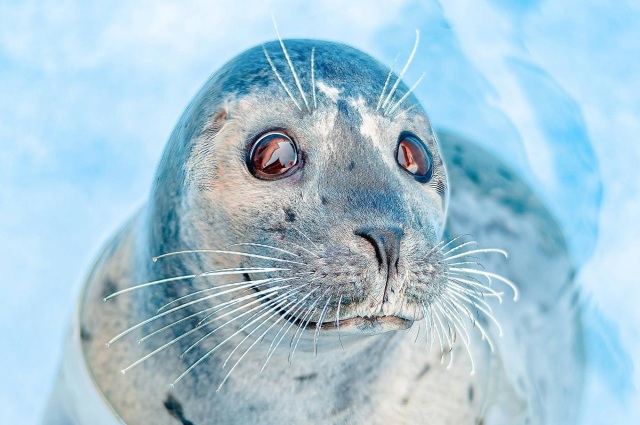 Harbor seal