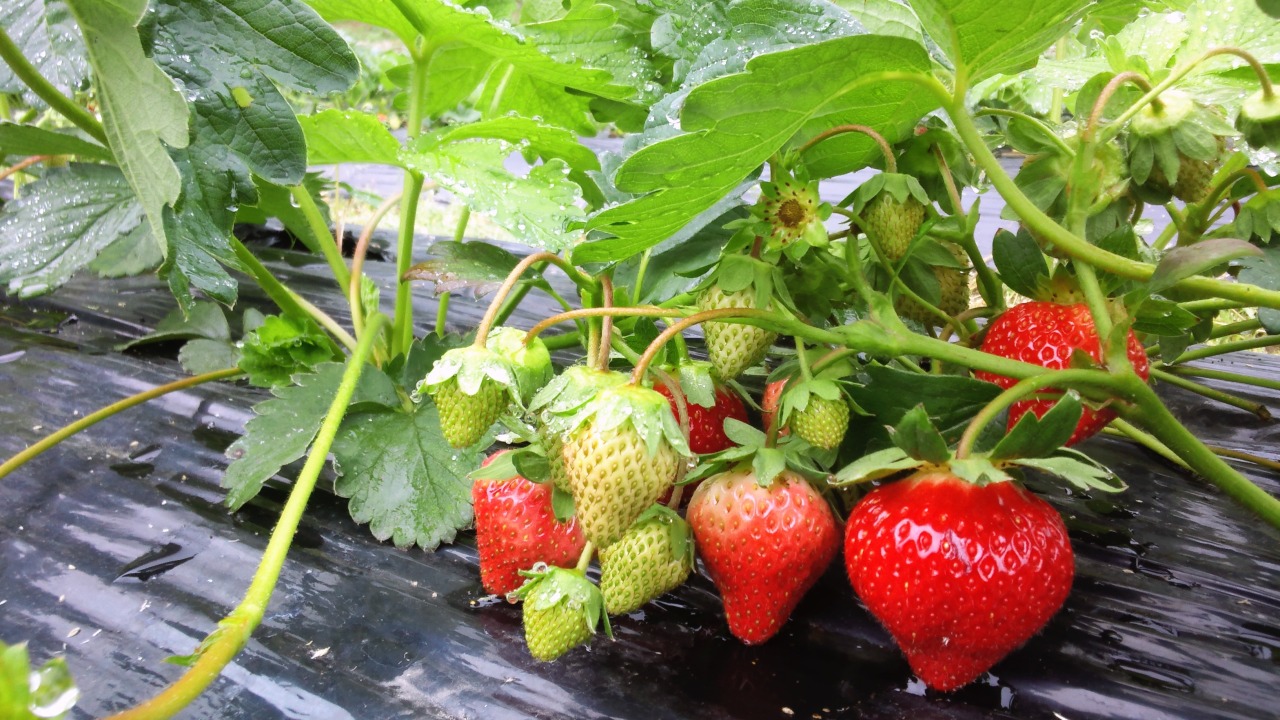 いちごは全て露地栽培。直接日光を浴びているので甘みの強さが特徴です