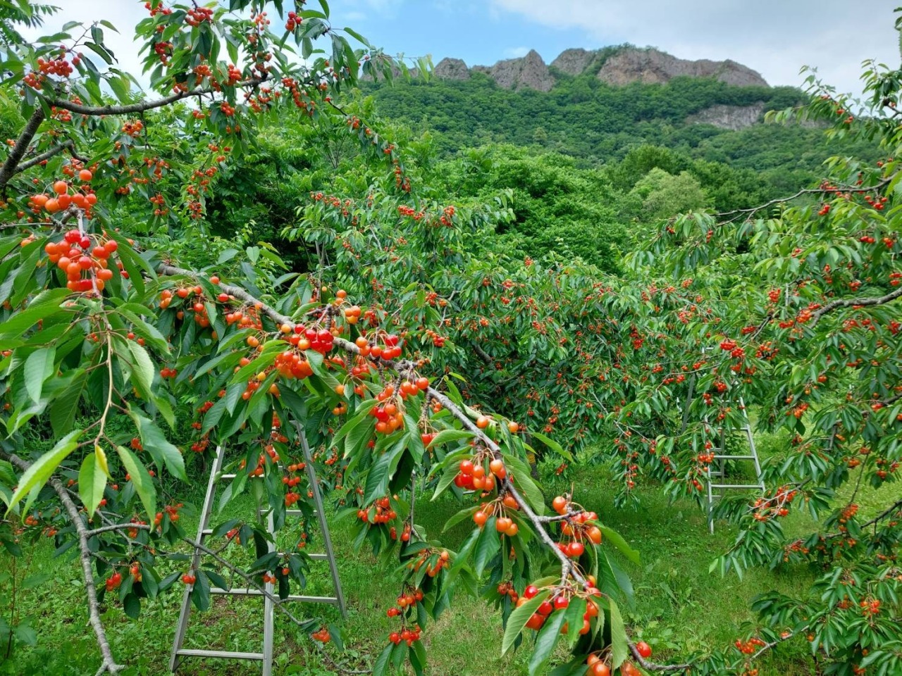 さくらんぼ収穫体験(7月)