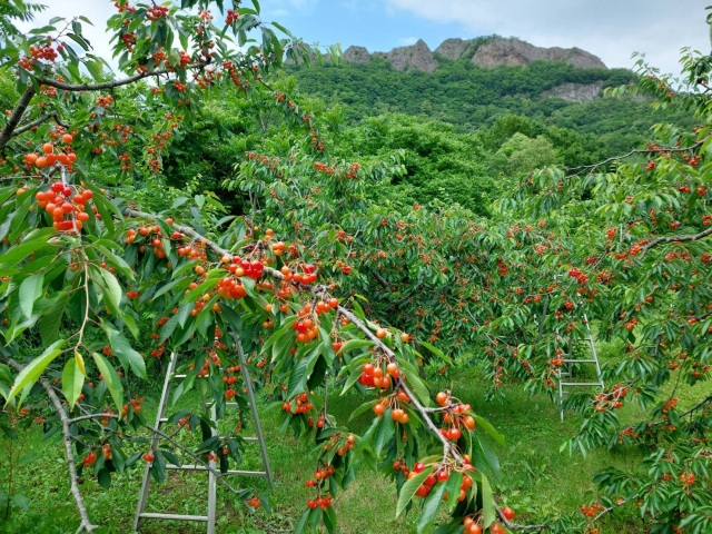 さくらんぼ収穫体験(7月)