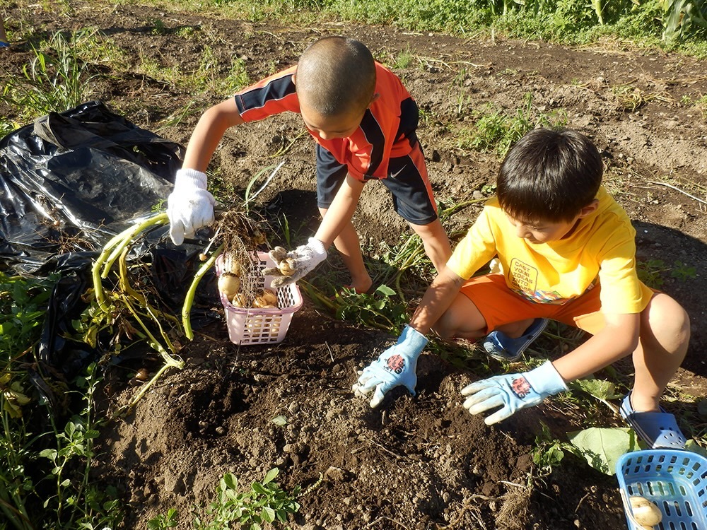 じゃがいも収穫体験。収穫分を買い上げていただくことになります(価格は時価)