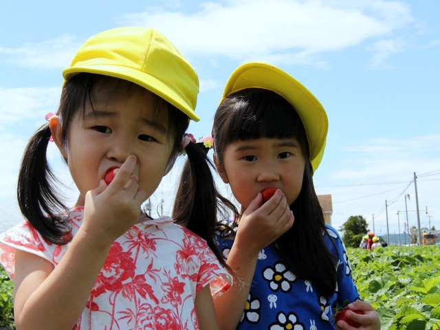 子供たちも大満足！のいちご狩り。コンデンスミルクをかけないといちごを食べられなかった子どもが、比布のいちごを食べて、ミルクがいらない甘いいちごがあることを知った、という話もあるほど