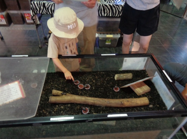 世界のカブトムシやクワガタムシは子どもに人気