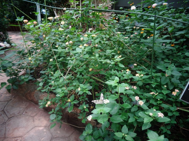 昆虫生態館内のチョウの広場　色とりどりの蝶のなかを歩きながら観察できます