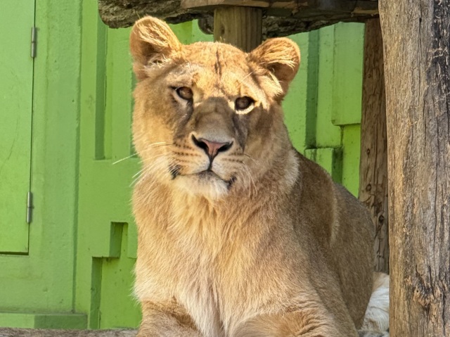 釧路市動物園