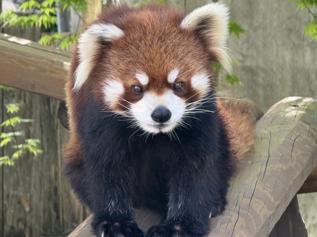 動物園のアイドル　レッサーパンダの「アスナロ」