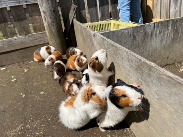 ふわふわのモルモットのエサやりにはにんじん・キャベツ・りんごがおすすめ