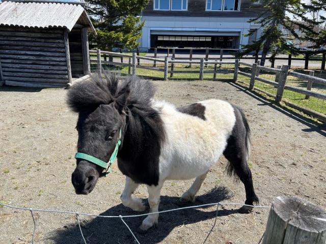 人なつっこいポニーやヤギも暮らしています