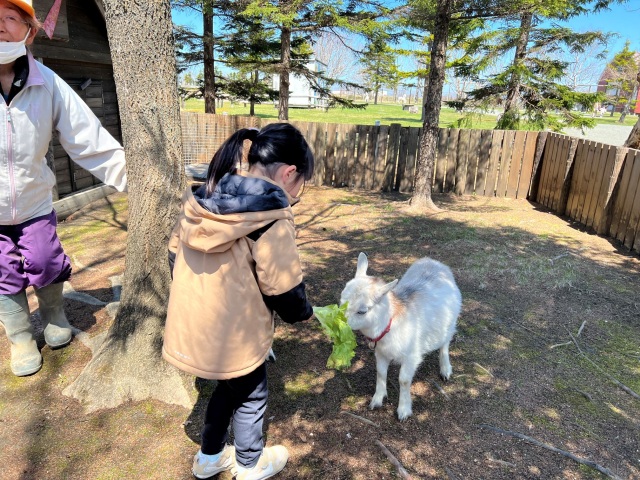 土日祝日限定でミニヤギやラブラドールレトリバーとふれあえることができます