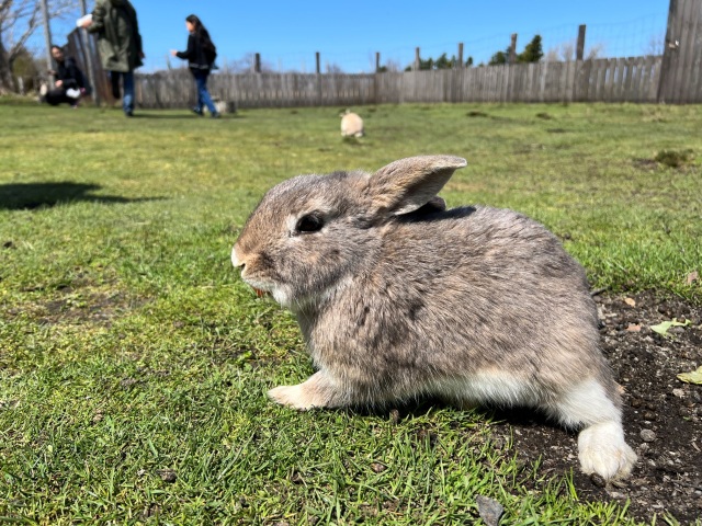 かわいいウサギにエサやりもできます