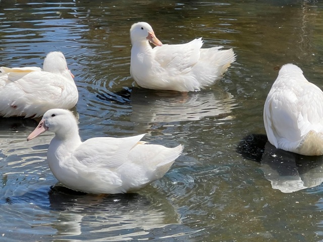 アヒルやチャボ、烏骨鶏など鳥類もいます
