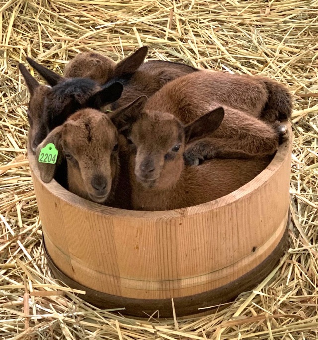 可愛い子ヤギたち♪