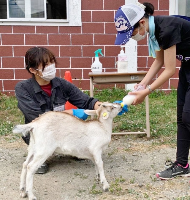 「仔羊・仔ヤギへの哺乳体験（有料）」仔ヒツジ・仔ヤギにミルクをあげる体験ができます