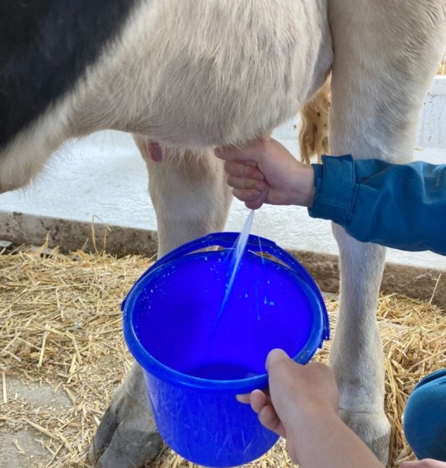 「牛の乳しぼり体験（有料）」