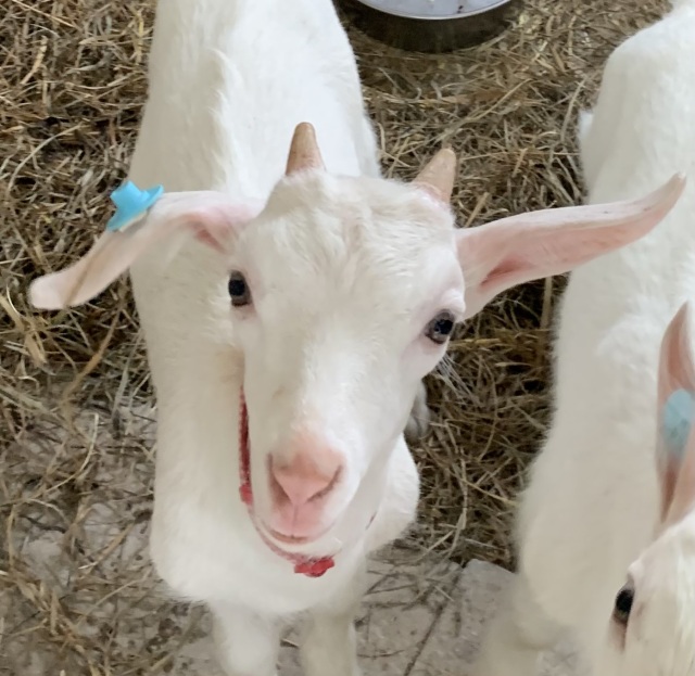 ハイジ牧場といえば、かわいいヤギたち！