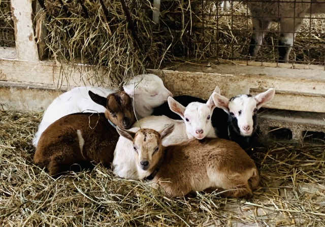 「ヤギまみれ体験（有料）」仔ヤギの部屋に5分間入れるプレミアム体験です