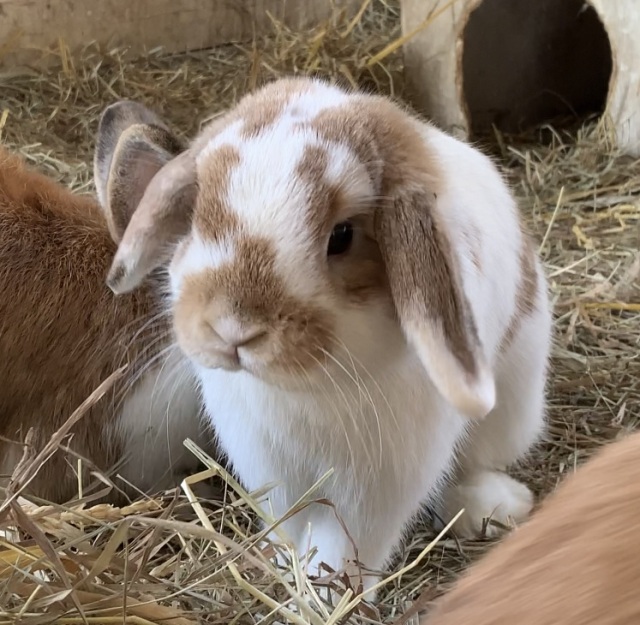 「小動物ふれあい体験」ウサギかモルモットにふれあえる体験です