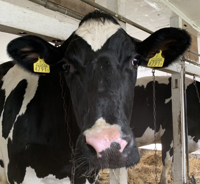 いろいろな種の牛に会えます