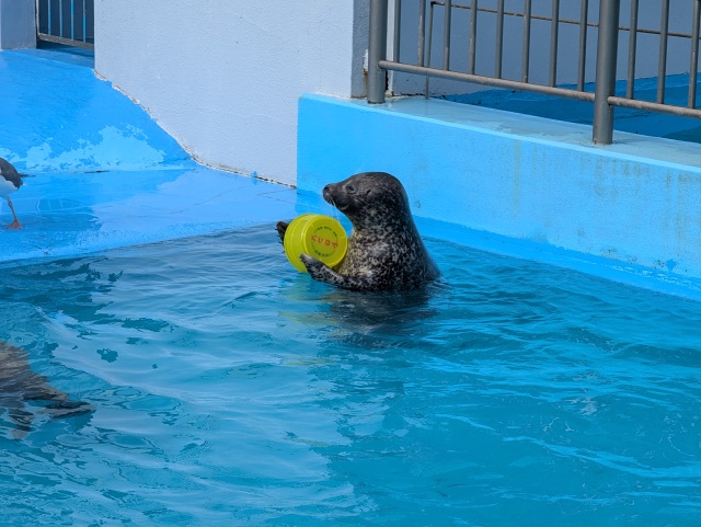 桶を叩いてお魚をねだるゼニガタアザラシのさつきちゃん