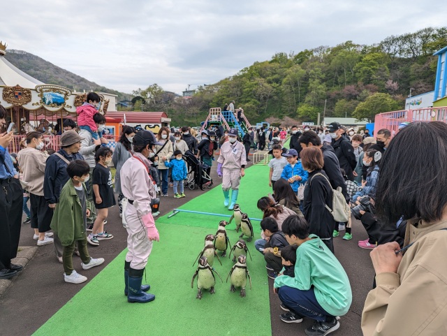 フンボルトペンギンの行進はヨチヨチ歩きで楽しいです