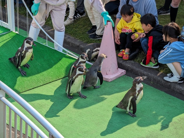 頑張るペンギンさんたち