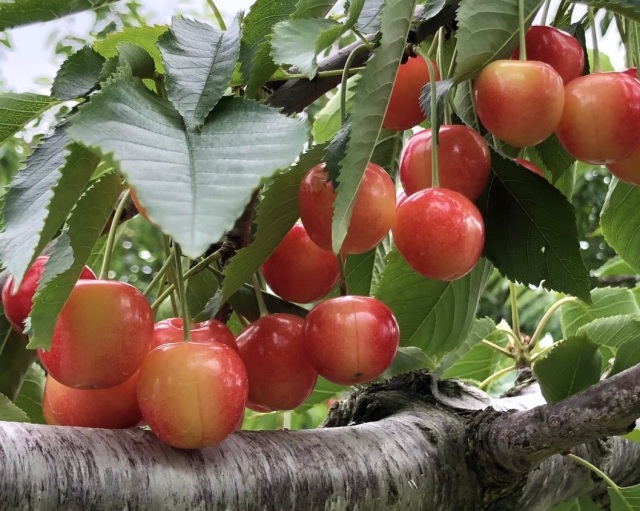 ニトリ観光果樹園（旧 山本観光果樹園）