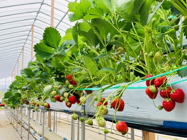 5月上旬から8月上旬の高設いちご狩り