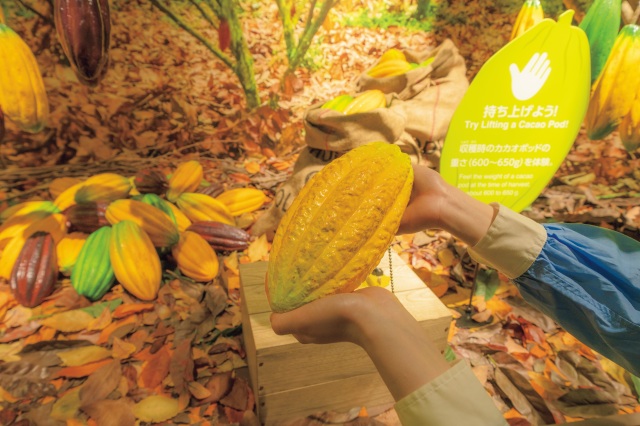 カカオファームゾーンでは収穫時のカカオポッド(実)の重さを体感!意外に重い?!