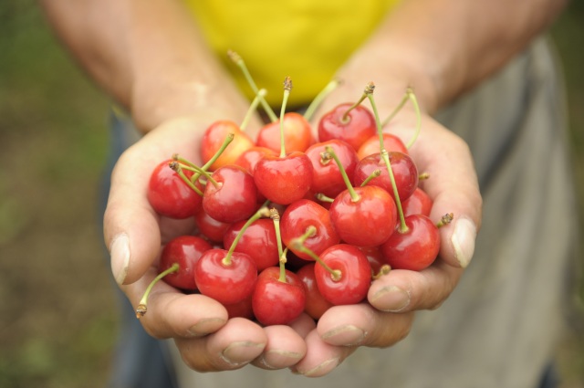 それぞれの品種の持つ本来の完熟の味をぜひ一度！