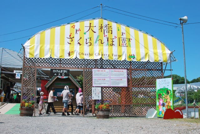 さくらんぼ以外の果物狩りもありますよ