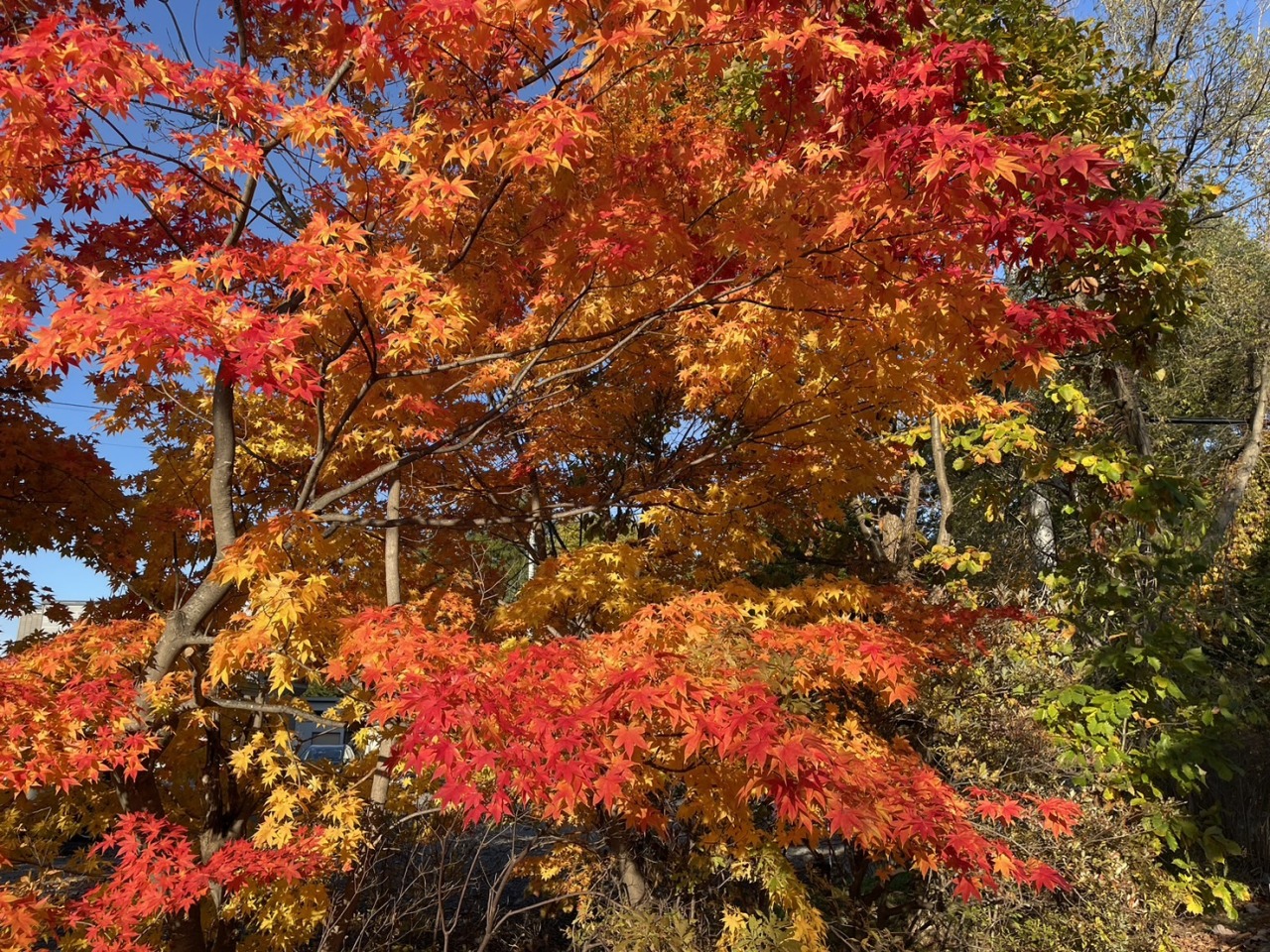 Higashi Kagura Shrine[4]