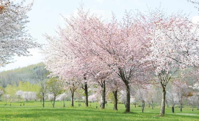 パレットヒルズ[2]