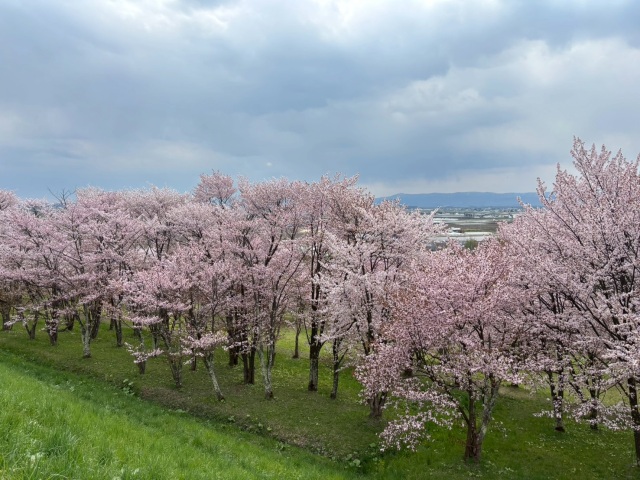 キトウシの森[4]