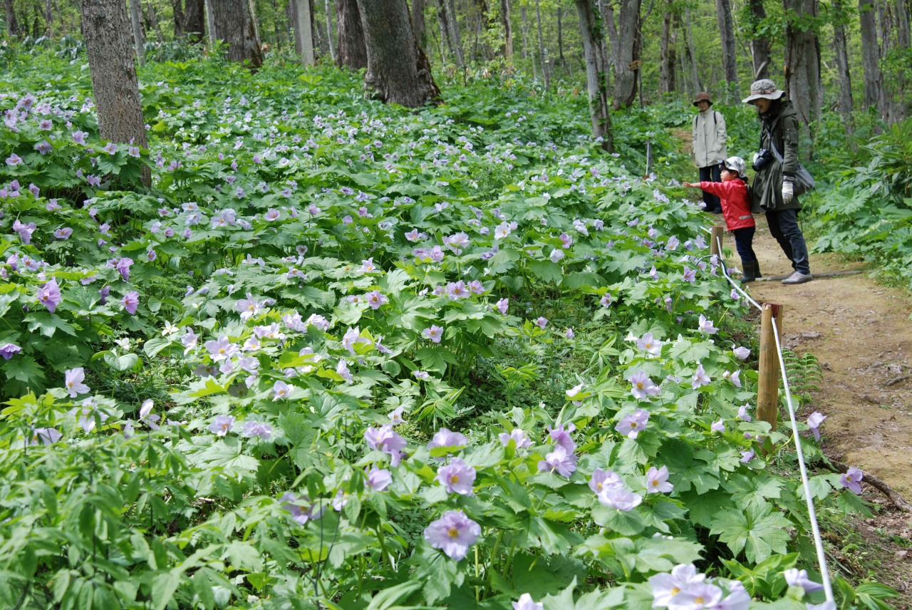 Arashiyama Observatory[7]