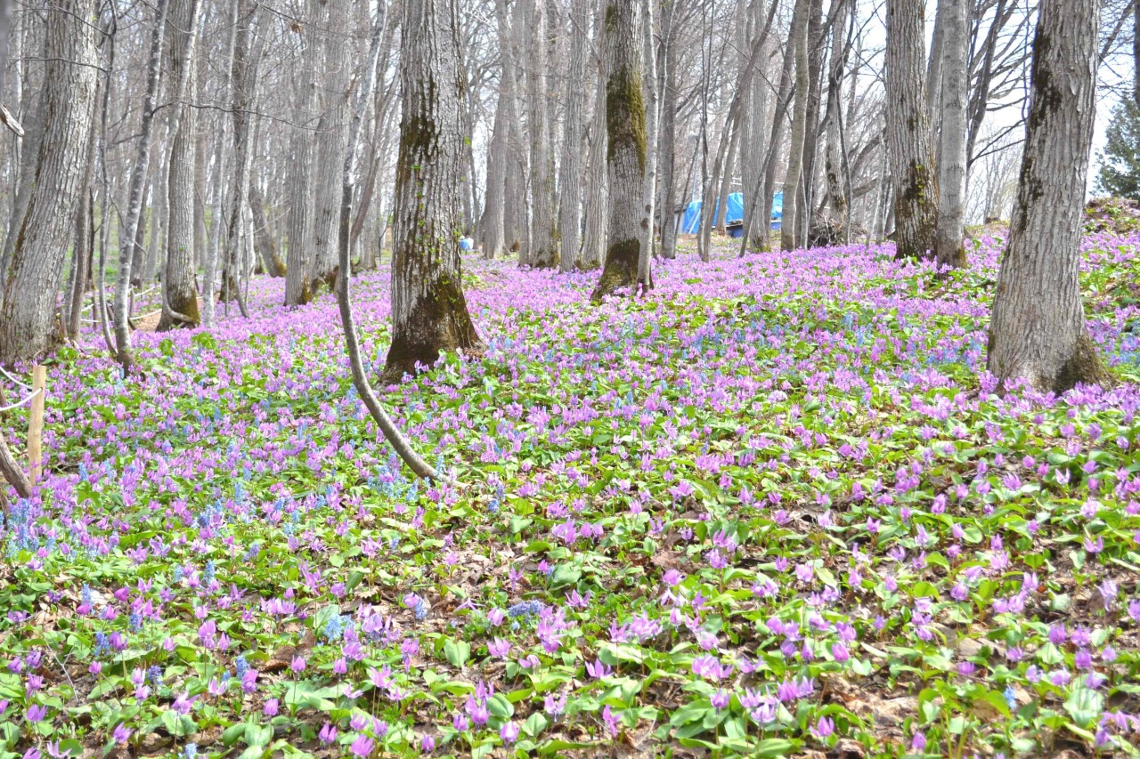 Otokoyama Nature Park[2]