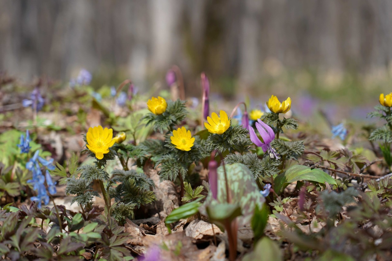 Otokoyama Nature Park[6]