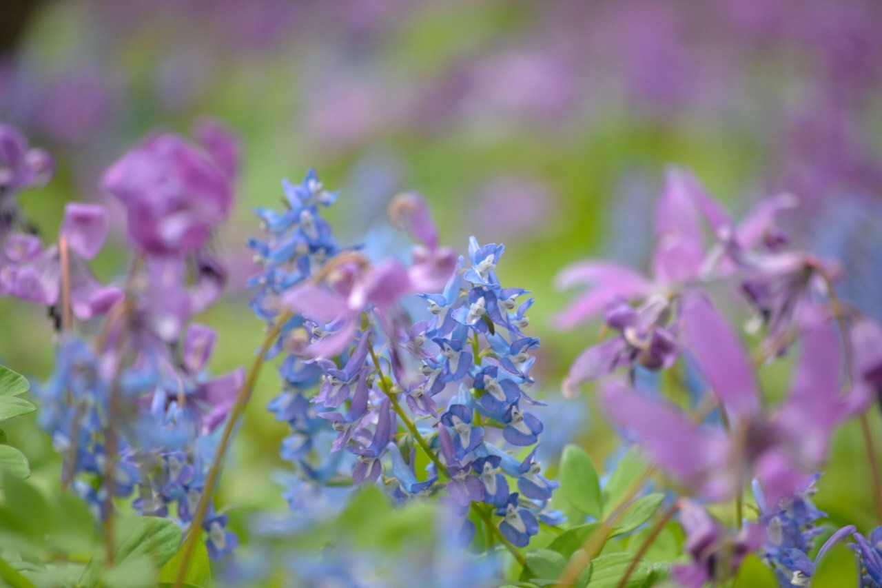Otokoyama Nature Park[7]