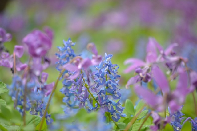 男山自然公園[7]