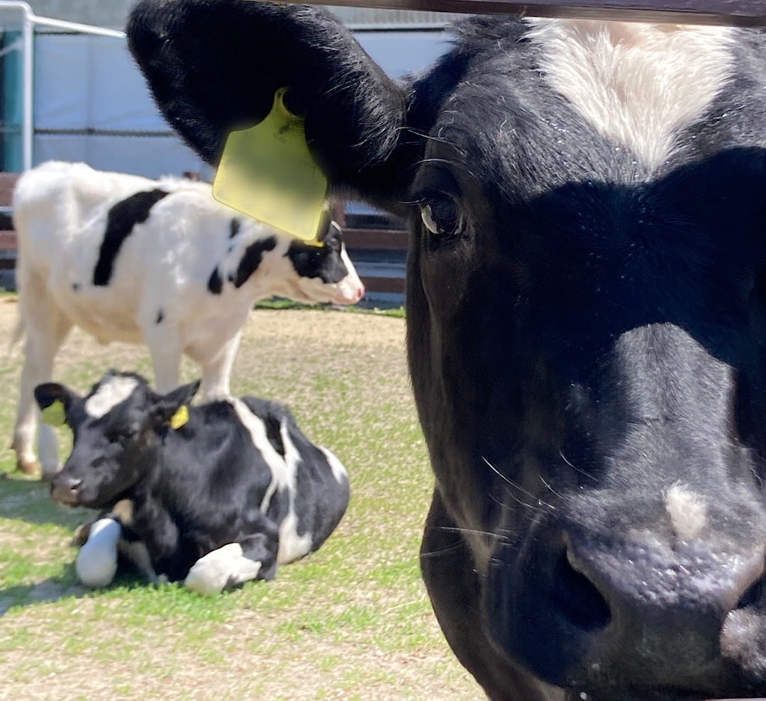 「牛の館」では5頭前後のホルスタイン子牛がのんびり過ごしています