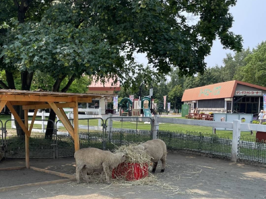 「ふれあい広場」では、ひつじのえさやり体験ができます（1カップ100円）